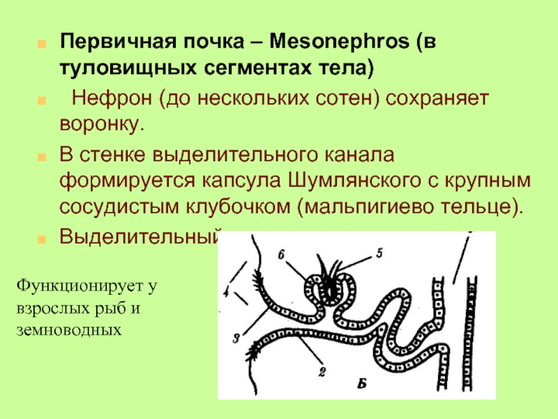 Первичная почка – Mesonephros (в туловищных сегментах тела) Нефрон (до нескольких