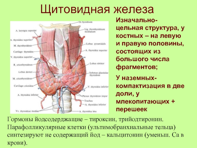 Щитовидная железаИзначально- цельная структура, у костных – на левую и правую