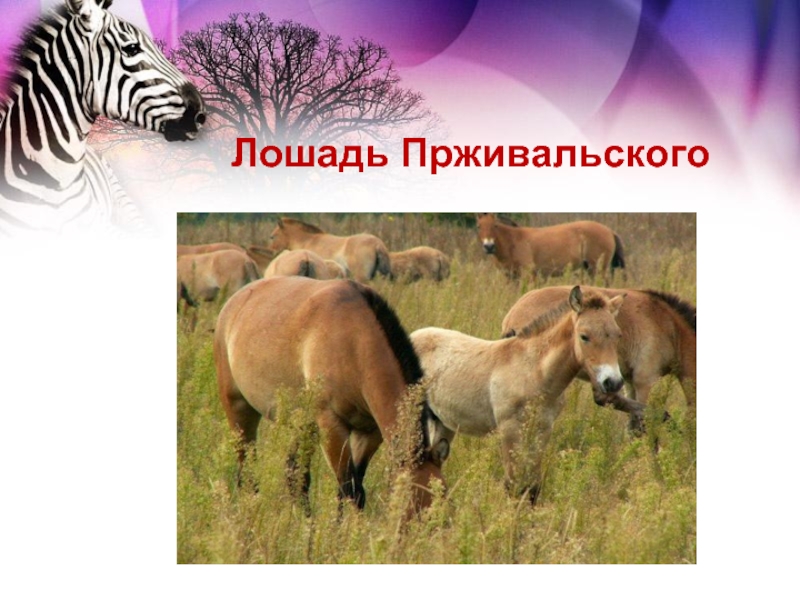 Лошадь Прживальского