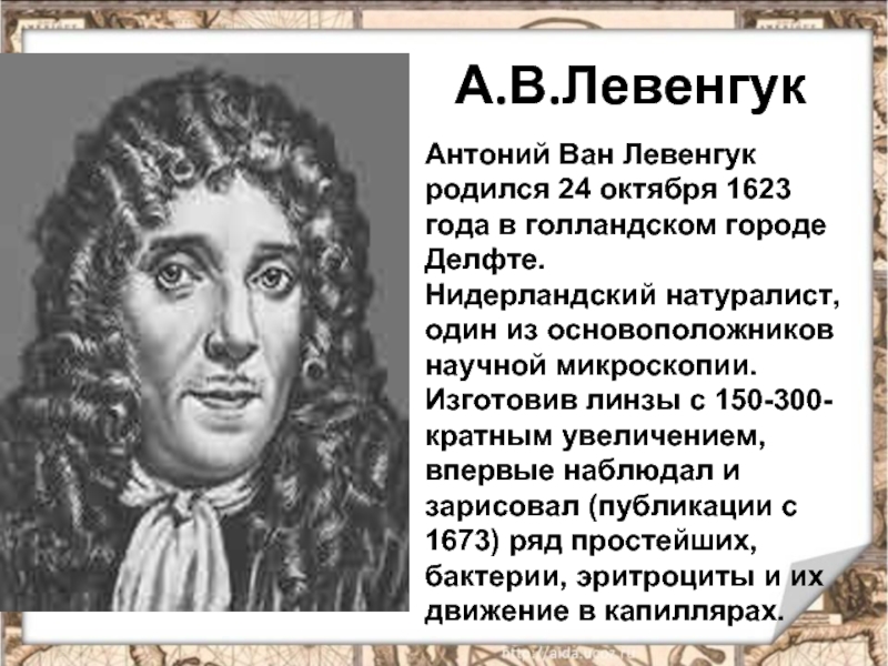 Антони ван левенгук биография. Антоний Ван Левенгук. Антоний Ван Левенгук что открыл. Левенгук 1696 год. Антони Ван Левенгук годы жизни.