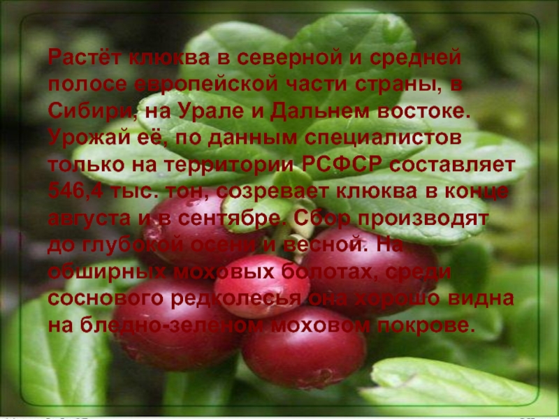 Клюква описание. Клюква на Дальнем востоке. Рассказ о клюкве. Палестинка кладовая солнца. Проект где и как растёт клюква.