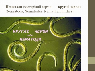 Нематоди. Лабораторна діагностика паразитарних інвазій