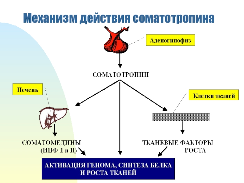 Как принимать соматотропин бодибилдинг схема