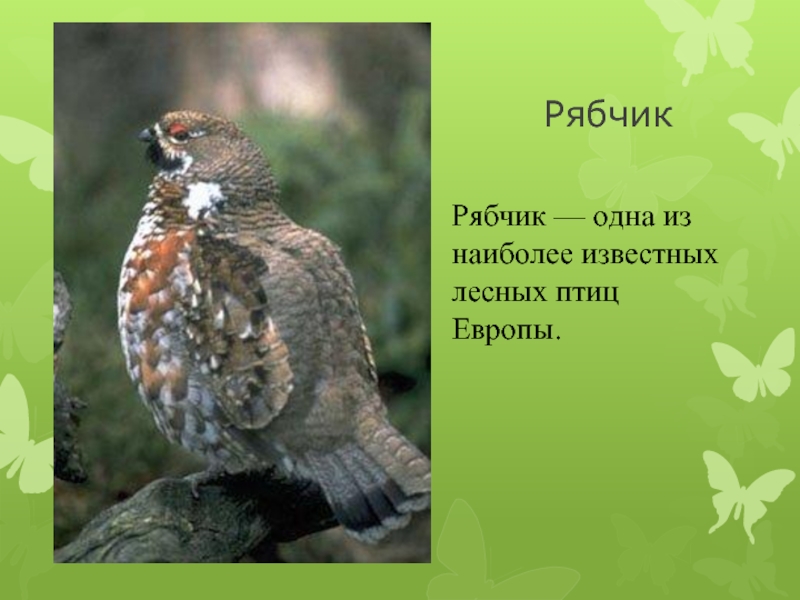 РябчикРябчик — одна из наиболее известных лесных птиц Европы.