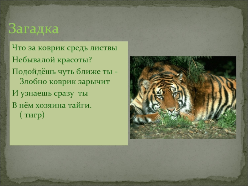 Есть слово тигр. Загадка про тигра. Загадка про тигра для детей. Загадки о Тигре. Стихи о Тигре.