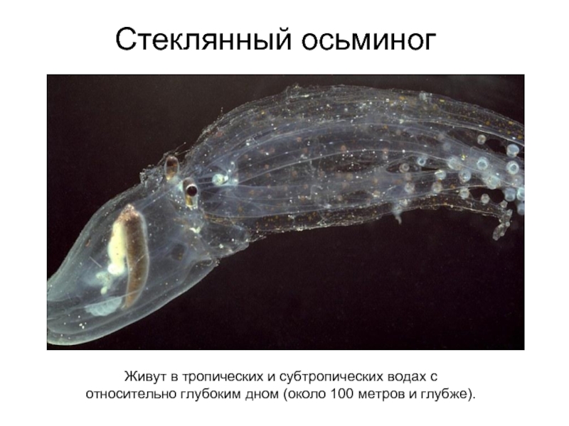 Стеклянный осьминогЖивут в тропических и субтропических водах с относительно глубоким дном (около 100 метров и глубже).
