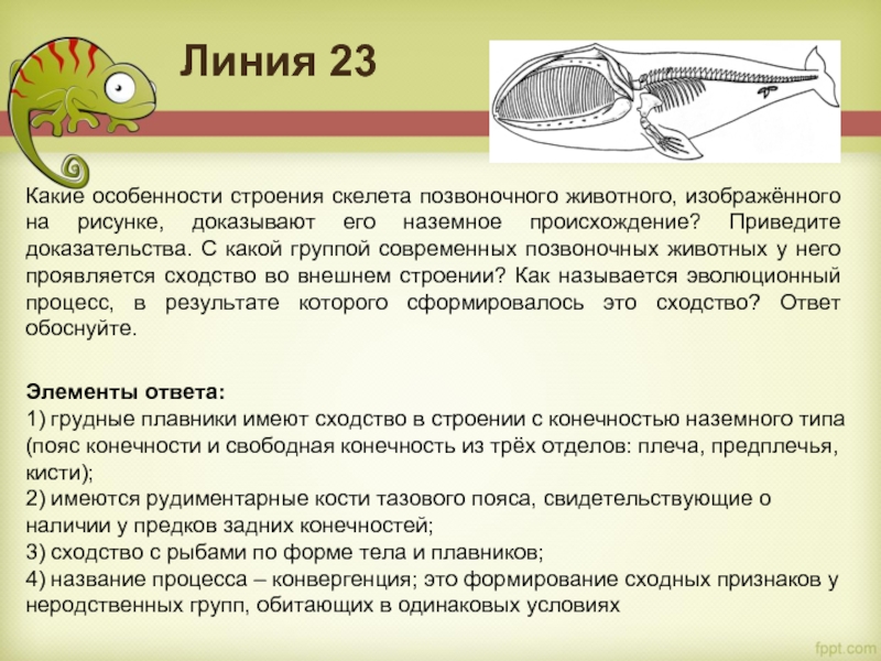 Линия 23 Какие особенности строения скелета позвоночного животного, изображённого на рисунке, доказывают его наземное происхождение? Приведите