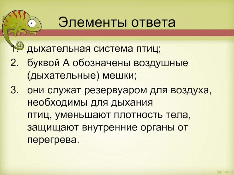 Элементы ответа дыхательная система птиц; буквой А обозначены воздушные (дыхательные) мешки; они служат резервуаром для воздуха, необходимы