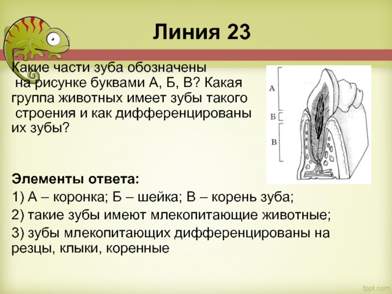 Линия 23 Какие части зуба обозначены  на рисунке буквами А, Б, В? Какая  группа