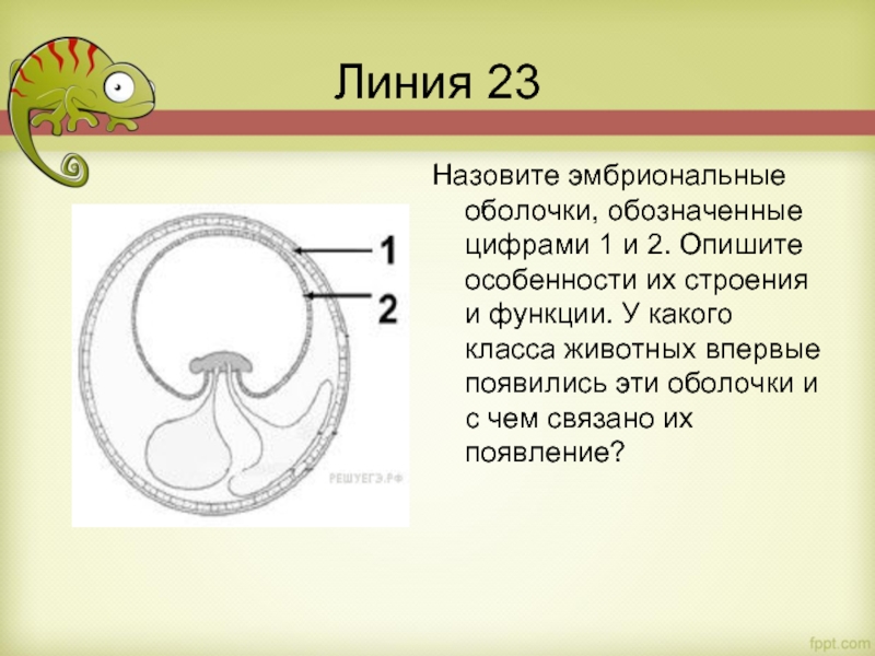 Цифрой 1 на рисунке обозначена биология. Эмбриональные оболочки. Эмбриональные оболочки функции. Эмбриональные оболочки особенности строения и функции. Эмбриональные оболочки и их функции ЕГЭ.