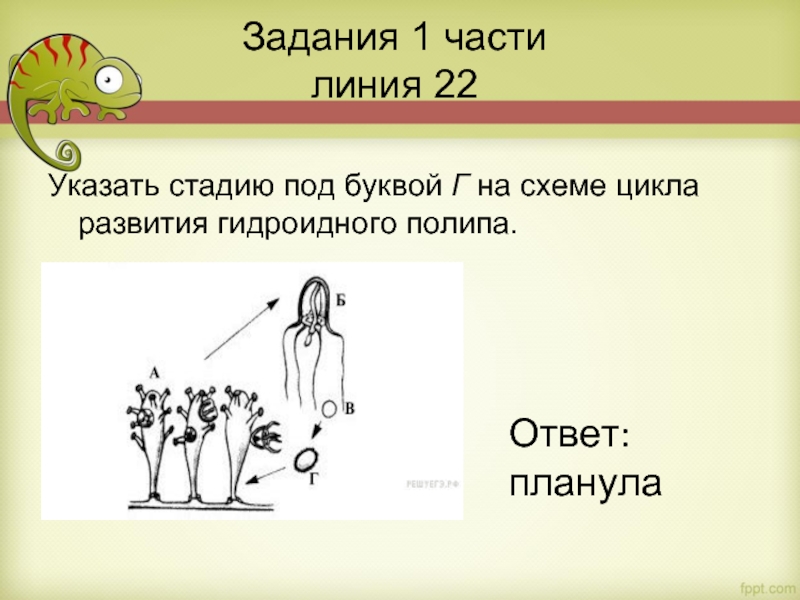 Задания 1 части
 линия 22 Указать стадию под буквой Г на схеме цикла развития гидроидного полипа.