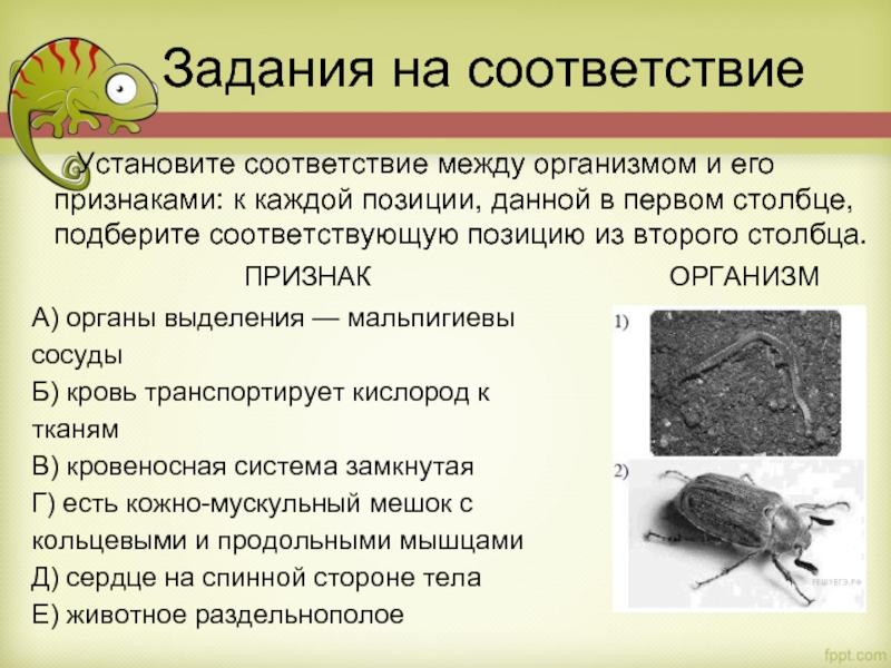 Задания на соответствие Установите соответствие между организмом и его признаками: к каждой позиции, данной в первом столбце,