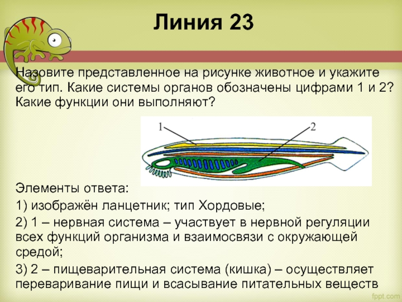 Линия 23 Назовите представленное на рисунке животное и укажите его тип. Какие системы органов обозначены цифрами 1