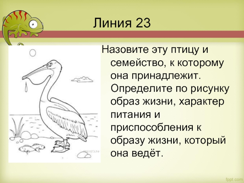 Назовите эту птицу и семейство, к которому она принадлежит. Определите по рисунку образ жизни, характер питания и