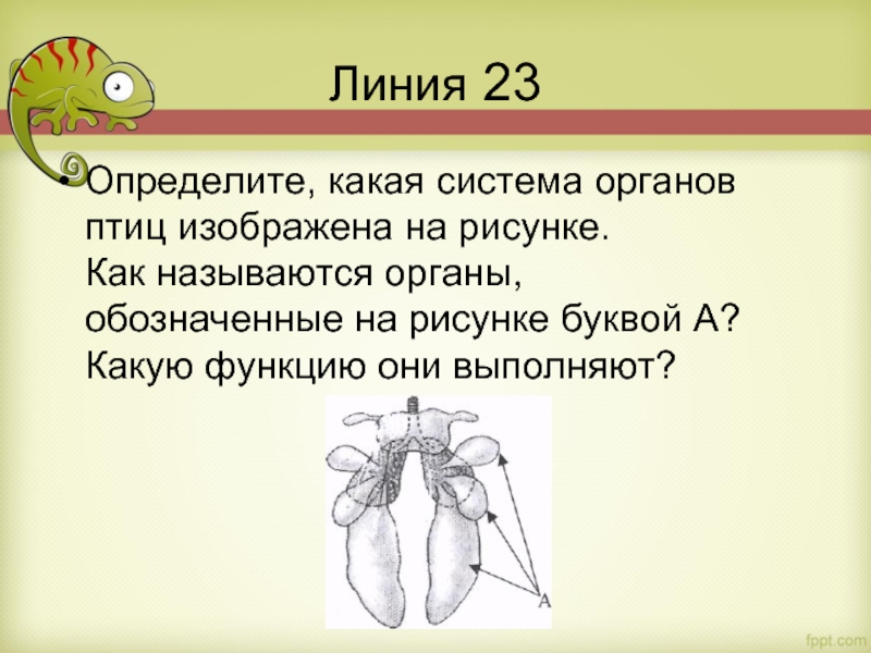 Линия 23 Определите, какая система органов птиц изображена на рисунке. Как называются органы, обозначенные на рисунке буквой А? Какую функцию