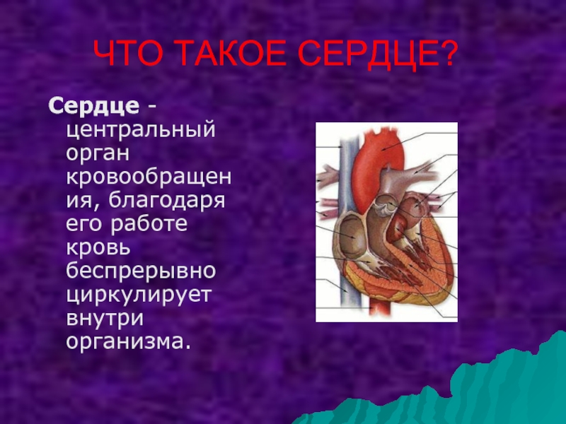 Проект о сердце