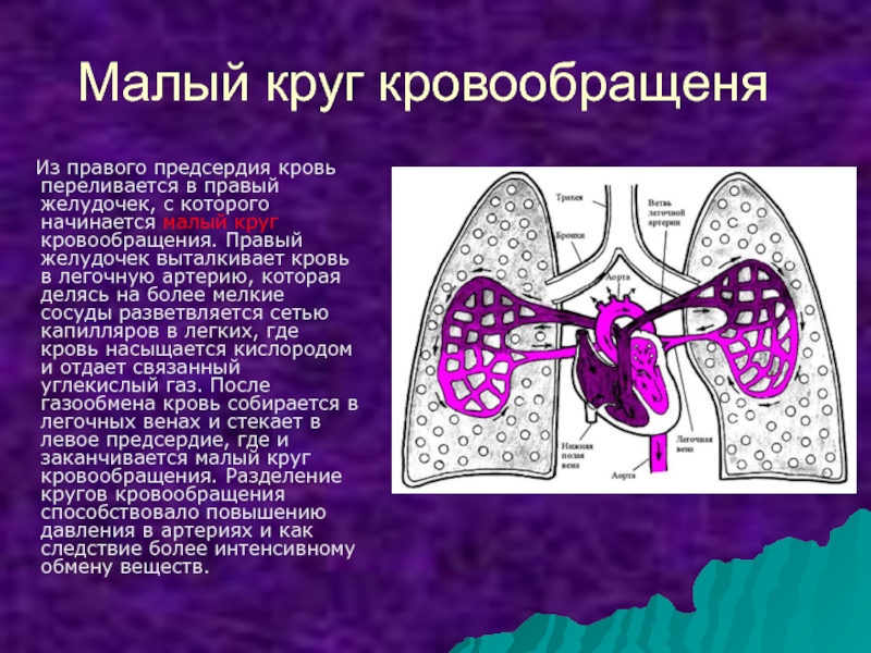 Малый круг начинается. Из правого желудочка начинается. Из правого предсердия в легочную артерию. Желудочки выталкивают кровь в. Малый круг правом желудочке.