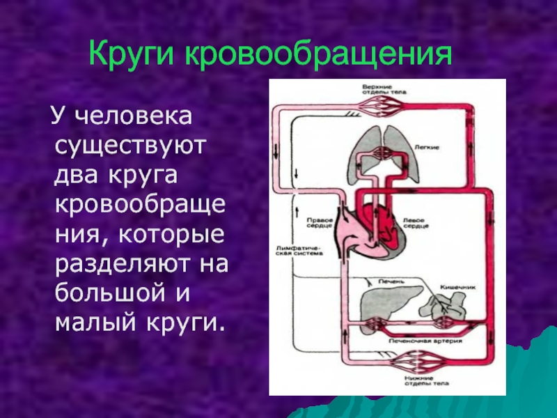 Малый круг кровообращения течет. Круги кровообращения человека. Большой круг и малый круг кровообращения. Малый и большой круг кровообращения человека. Два круга кровообращения.