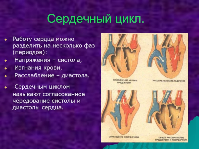 Работа сердца человека. Сердечный цикл. Работа сердца. Фазы работы сердца. Назовите фазы сердечного цикла.