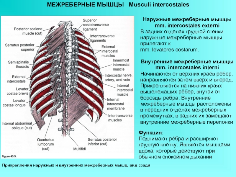 Рассмотрите картинку и укажите под какими цифрами указаны мышцы работающие при вдохе