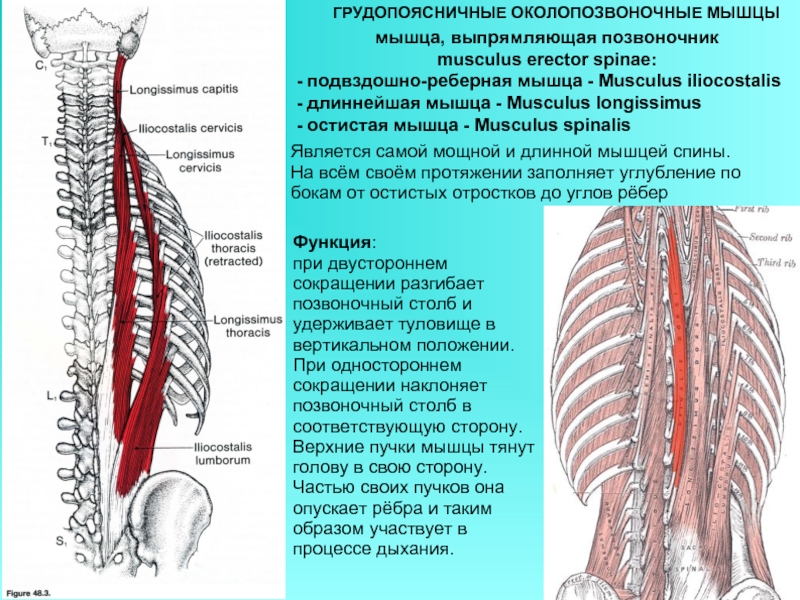 Фото длинные мышцы спины