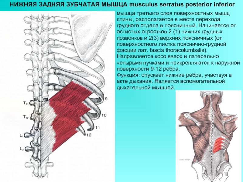 Верхняя задняя зубчатая