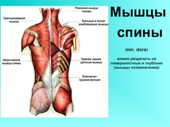 Мышцы спины