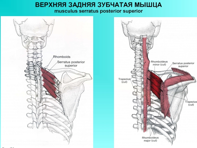 Верхняя задняя зубчатая