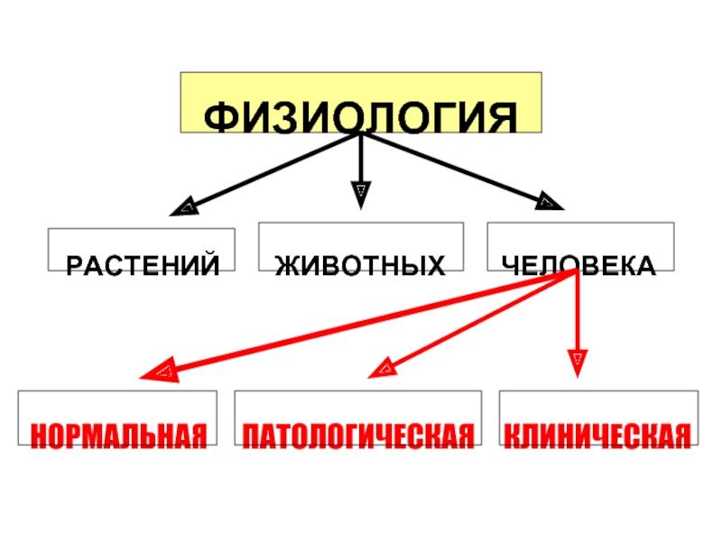 Кафедра физиологии человека и животных