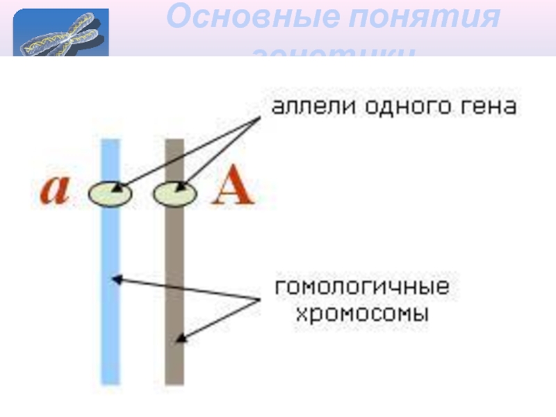 Аллельные гены рисунок