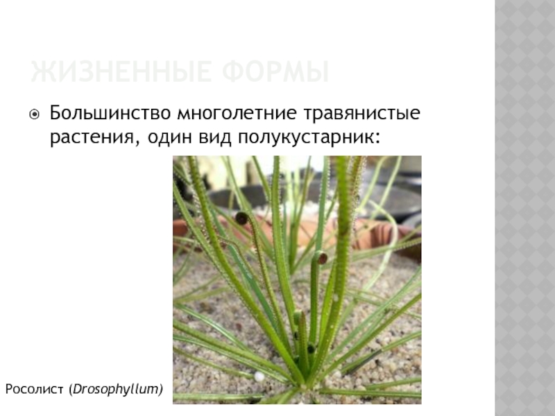 ЖИЗНЕННЫЕ ФОРМЫБольшинство многолетние травянистые растения, один вид полукустарник:Росолист (Drosophyllum)