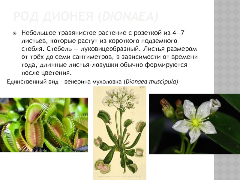 РОД ДИОНЕЯ (DIONAEA)Небольшое травянистое растение с розеткой из 4—7 листьев, которые
