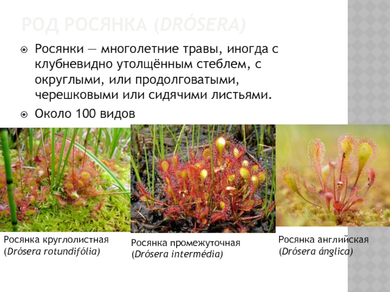 РОД РОСЯНКА (DRÓSERA)Росянки — многолетние травы, иногда с клубневидно утолщённым стеблем, с