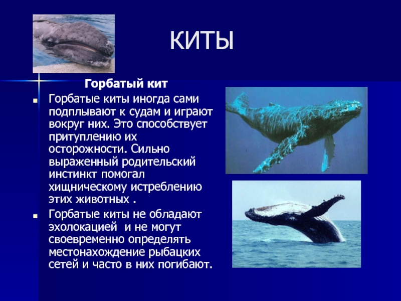 Рассказ про синего. Презентация о китах для детей. Рассказ про кита. Синий кит презентация. Кит для презентации.