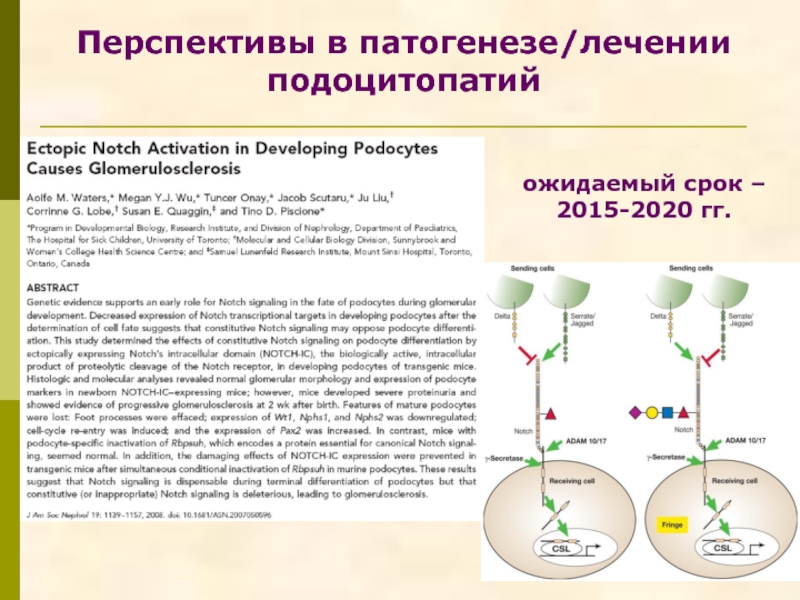 Перспективы в патогенезе/лечении подоцитопатийожидаемый срок –  2015-2020 гг.