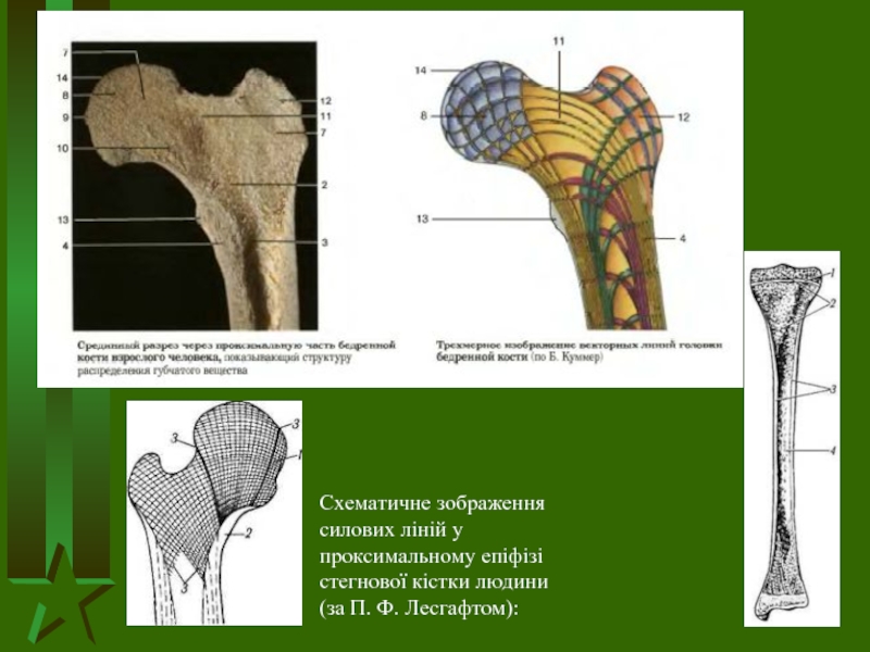 Схематичне зображення силових ліній у проксимальному епіфізі стегнової кістки людини (за П. Ф. Лесгафтом):