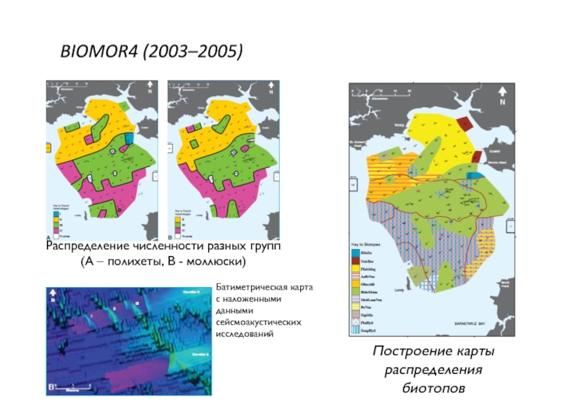 BIOMOR4 (2003–2005)Построение карты распределения биотоповРаспределение численности разных групп (А –