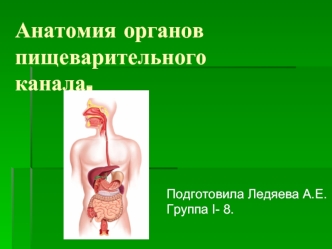 Анатомия органов пищеварительного канала