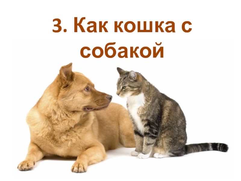 3. Как кошка с собакой