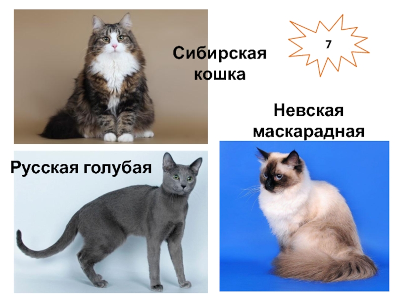 7Сибирская кошкаРусская голубаяНевская маскарадная