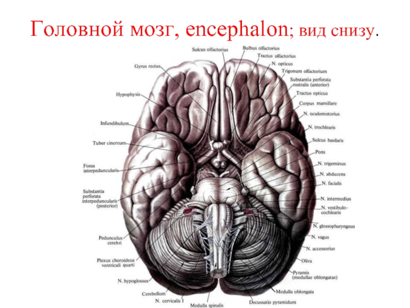 Головной мозг, encephalon; вид снизу.