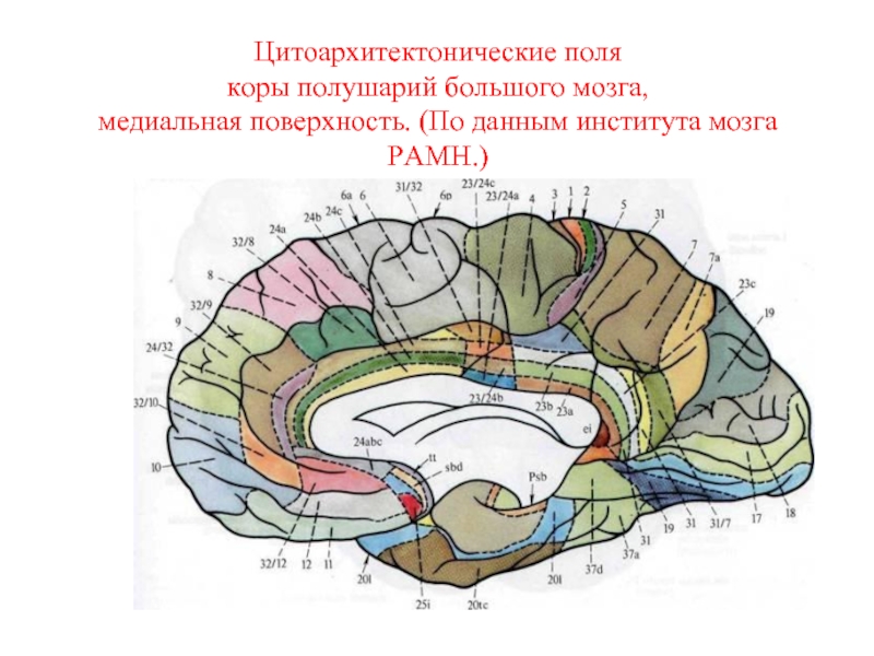 Цитоархитектонические поля коры полушарий большого мозга, медиальная поверхность. (По данным института мозга РАМН.)