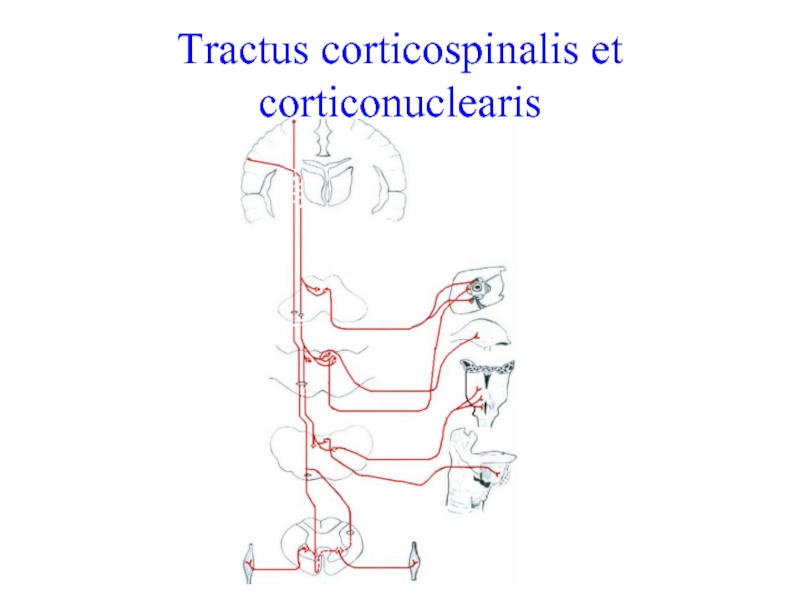 Tractus corticospinalis et corticonuclearis