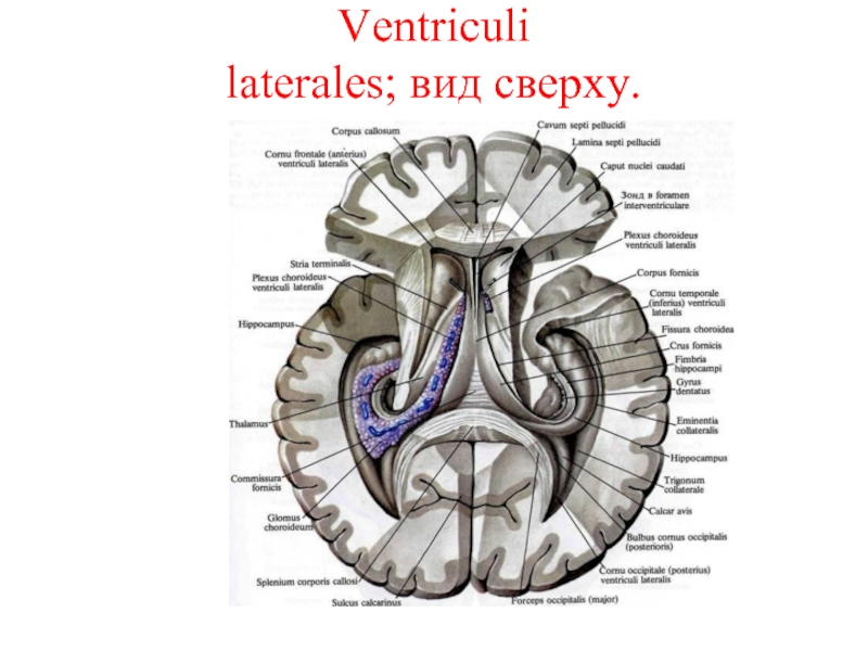 Ventriculi laterales; вид сверху.