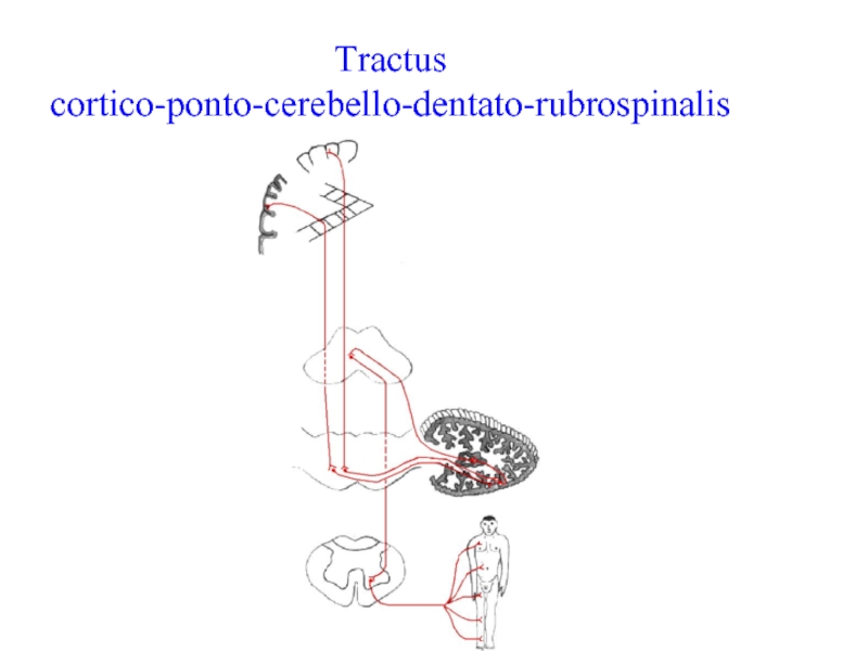 Tractus cortico-ponto-cerebello-dentato-rubrospinalis