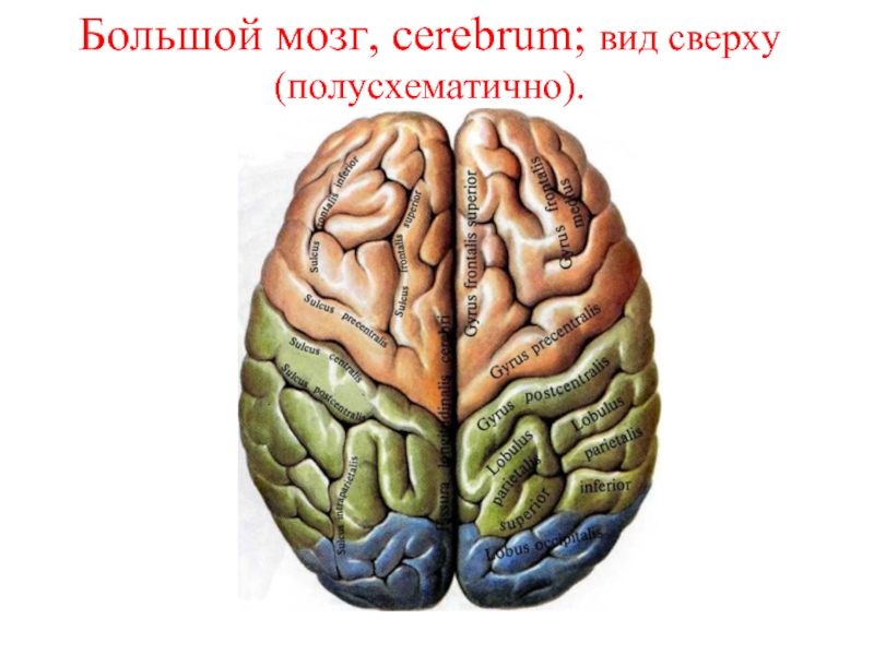 Большой мозг, cerebrum; вид сверху (полусхематично).