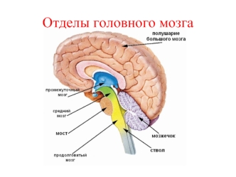 Отделы головного мозга