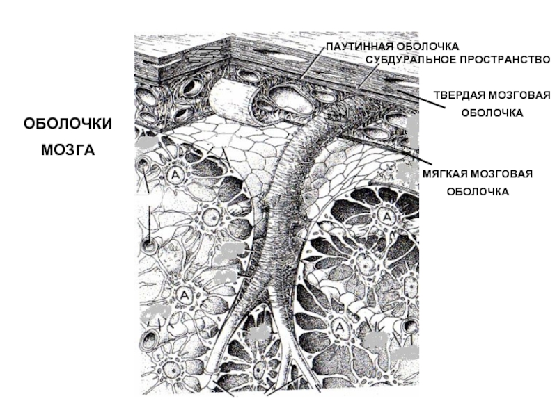 Рисунок оболочки