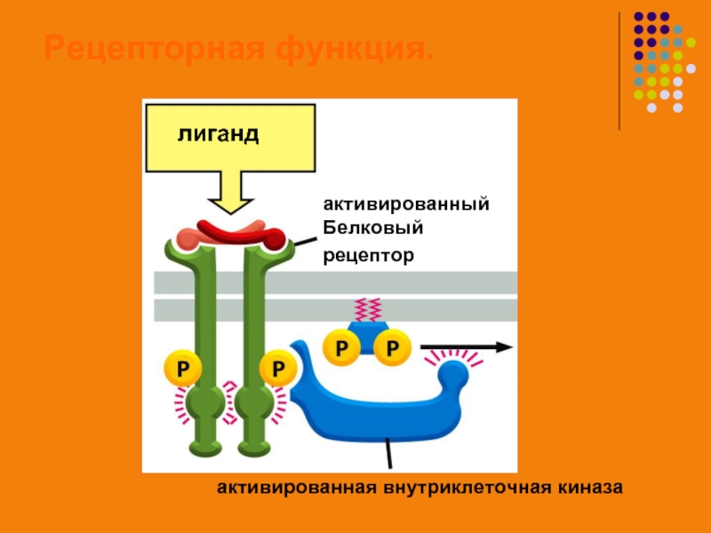 Рецепторная функция.лигандактивированныйБелковый рецептор активированная внутриклеточная киназа