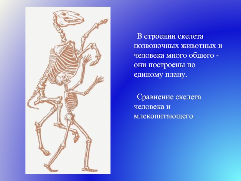 О чем говорит сходный план строения скелетов разных позвоночных животных